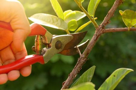 Pruning Sheers Trimming a Shrub